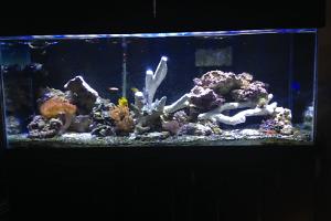 Jccj24's mixed reef Thumbnail