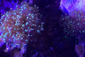 Frogspawn Thumbnail