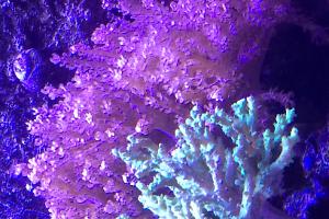 Kenya Tree Coral Thumbnail