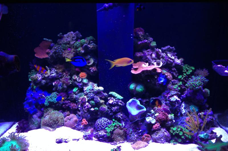 Reef Tank Thumbnail