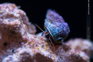 Blue Legged Hermit Crab Thumbnail