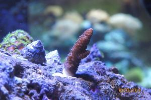 Acropora millepora Thumbnail