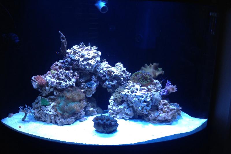 116G Corner Reef Thumbnail