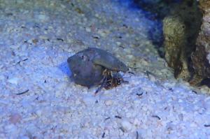 Blue Legged Hermit Crab Thumbnail