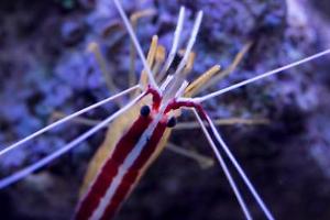 Red Line Cleaner Shrimp Thumbnail