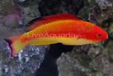 Hooded Fairy Wrasse