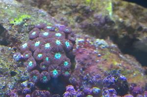 Blastomussa Coral Thumbnail