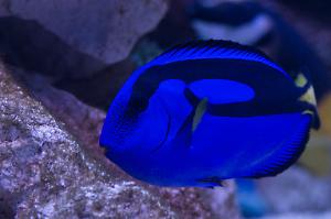 Blue Tang Thumbnail