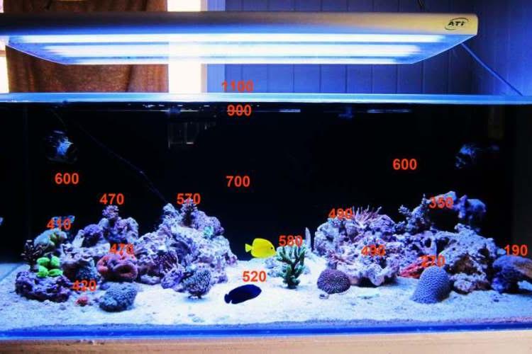 200G T5 Shallow SPS Reef Thumbnail