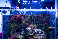 Refugium March 9, 2014