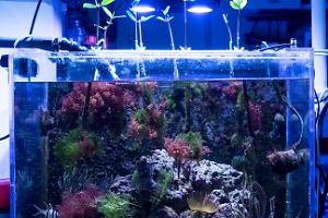 Refugium March 9, 2014