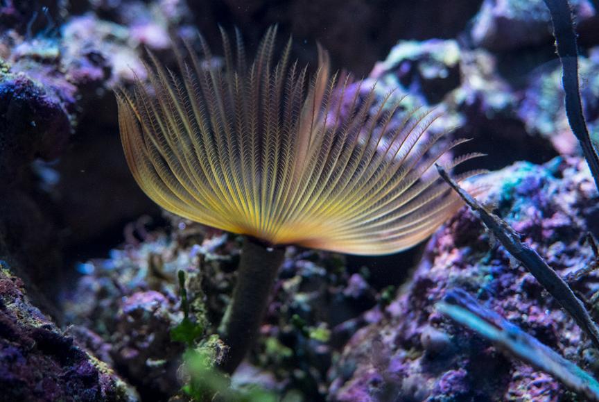 Feather Duster in Refugium