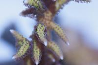 Birdsnest Coral Thumbnail