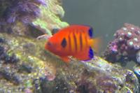 Fireball Angelfish