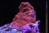 Superman Montipora Thumbnail