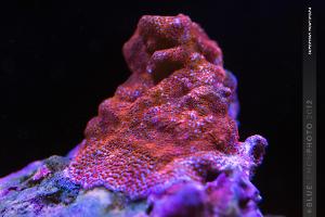 Superman Montipora