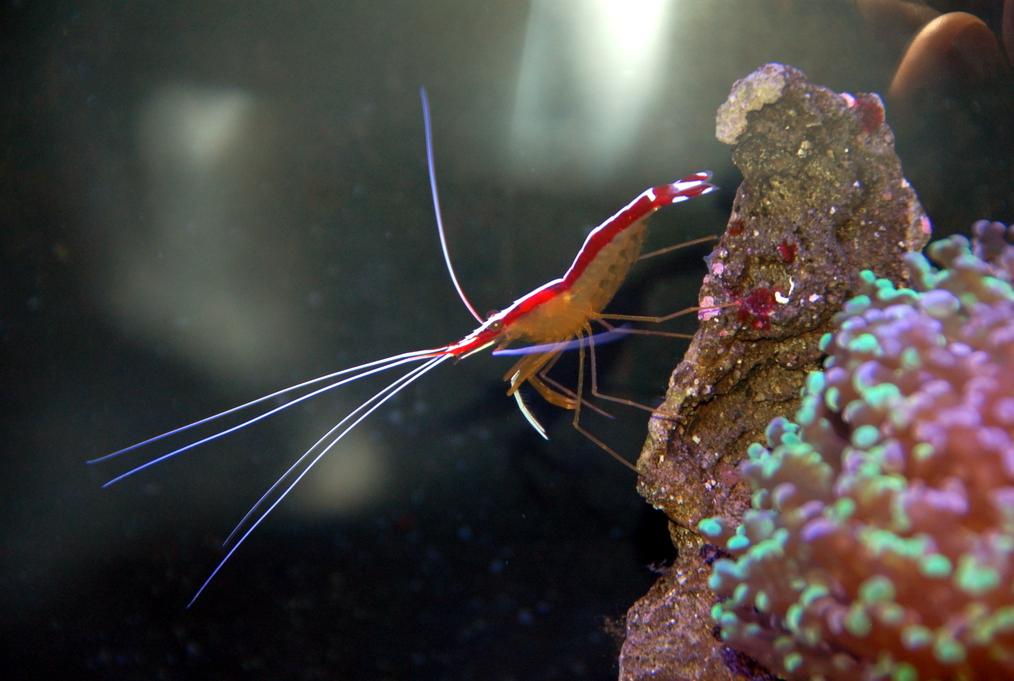 Red Line Cleaner Shrimp