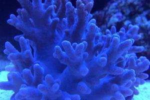 Blue Devil's Hand Leather Coral Thumbnail