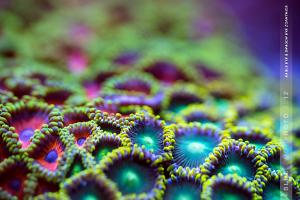 Zoanthid - Eagle Eye and Dragon Eye Thumbnail