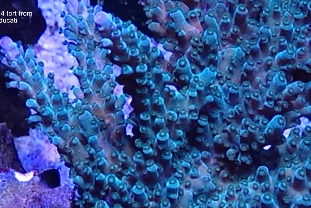 Tort Coral