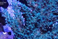 Tort Coral Thumbnail