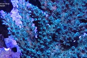 Tort Coral