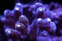 Stylophora Coral - Purple Thumbnail