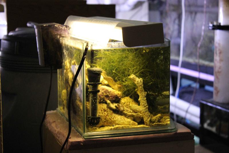 3 Gallon Pico Tope Thumbnail