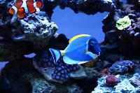 Powder Blue Tang