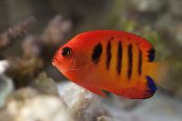 Flame Angelfish Thumbnail