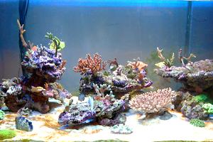 Jimmal reef  Thumbnail