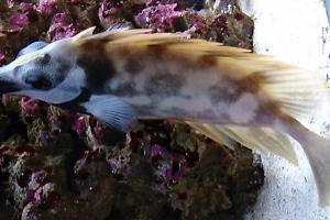 Foxface Rabbitfish Thumbnail