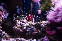 Blood Red Fire Shrimp Thumbnail