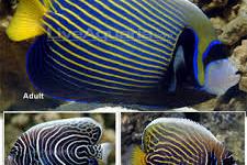 Emperor Angelfish Thumbnail