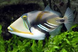 Humu Picasso Triggerfish Thumbnail