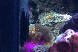 Ocellaris Clownfish Thumbnail