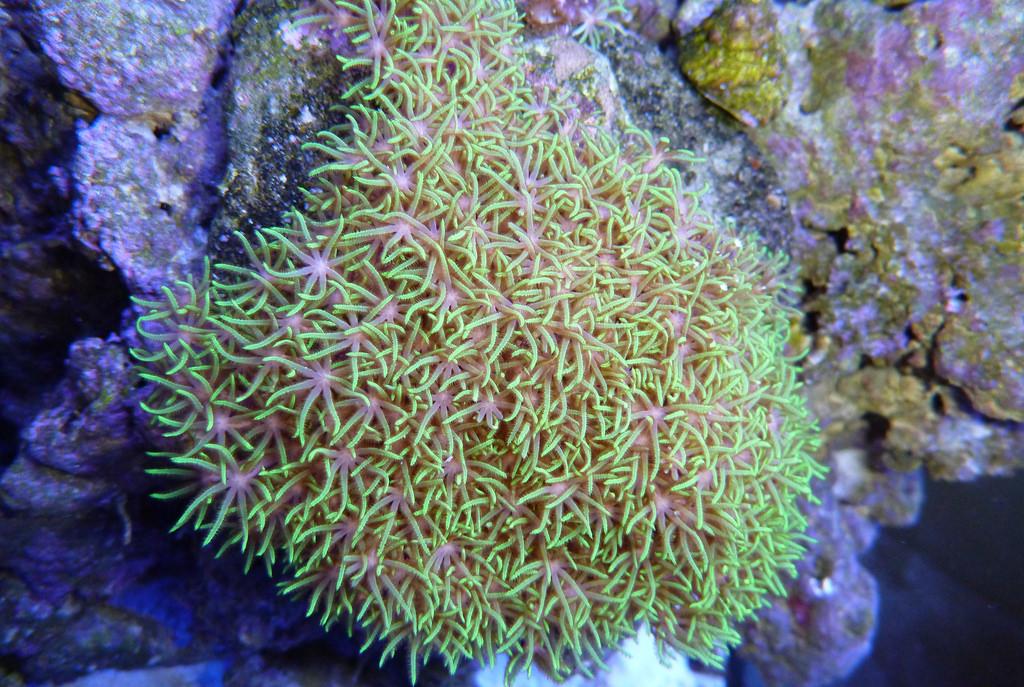 Star polyps