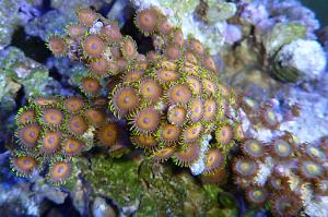 Orange zooanthids