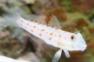 Sleeper Blue Dot Goby