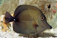 Scopas Tang