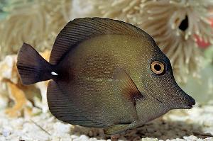 Scopas Tang