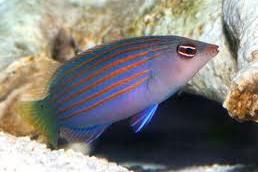 Six Line Wrasse