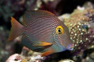 Kole Yellow Eye Tang