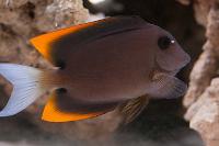 Tomini Tang (Flame Fin Tang)