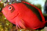 Flame Hawkfish