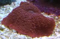 Mushroom Coral Super Red Thumbnail