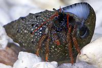 Red Legged Hermit Crab Thumbnail