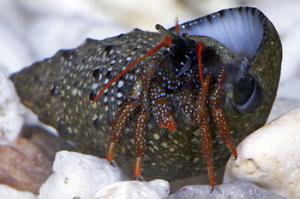 Red Legged Hermit Crab