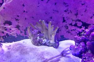 Tube Polyp Coral Thumbnail