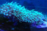 Green Star Polyp Thumbnail